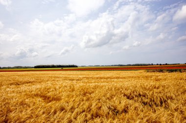 Fransa 'nın Normandiya kentindeki Etretat kenti yakınlarındaki orman hasadı sırasında buğday tarlaları