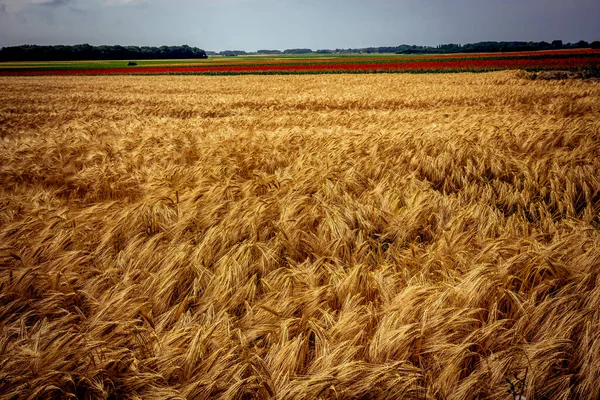 Wheat Fields Harvest Junet City Etretat Normandy France — Stock Photo, Image
