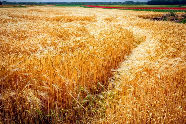 Пшеничные Поля Время Сбора Урожая Джунете Недалеко Города Этретат Нормандии — стоковое фото