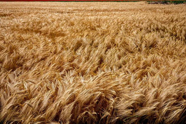 Wheat Fields Harvest Junet City Etretat Normandy France — Stock Photo, Image