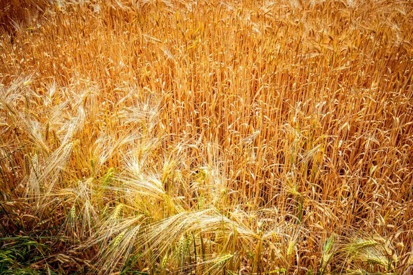 stock image wheat fields during the harvest of junet near the city of Etretat,  in Normandy, France