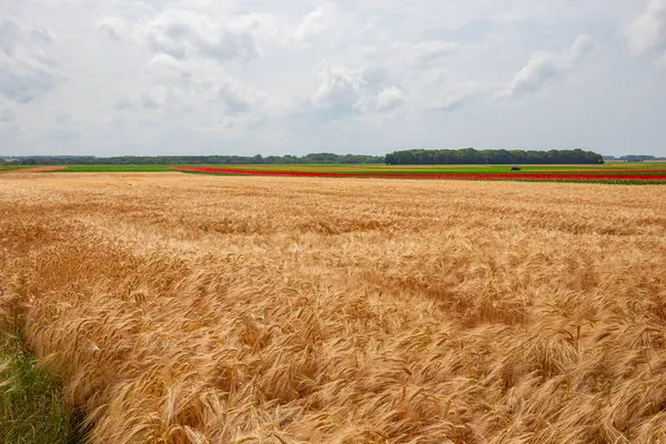 Weizenfelder Während Der Juneternte Der Nähe Der Stadt Etretat Der Stockbild