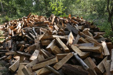 cut wood for heating by fireplace in a forest, in France clipart