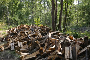 Fransa 'da bir ormanda şömineyle ısıtmak için odun kesiyorlar.