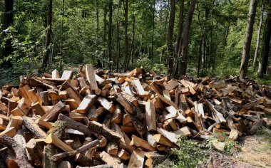 Fransa 'da bir ormanda şömineyle ısıtmak için odun kesiyorlar.