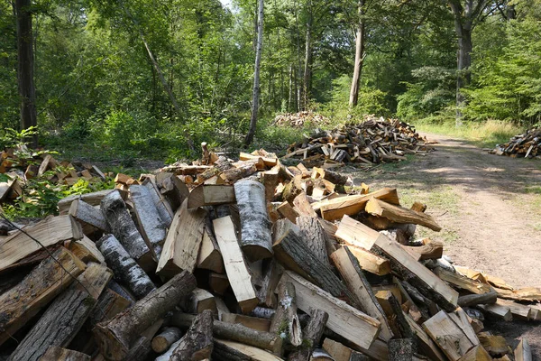 Fransa Bir Ormanda Şömineyle Isıtmak Için Odun Kesiyorlar — Stok fotoğraf