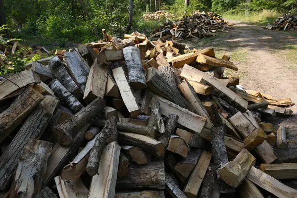 Fransa Bir Ormanda Şömineyle Isıtmak Için Odun Kesiyorlar — Stok fotoğraf