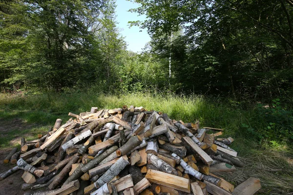 Madeira Cortada Para Aquecimento Por Lareira Uma Floresta França — Fotografia de Stock