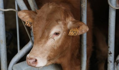 Souvigny çiftliğinde inekler ahırda, kırsal alanda, Fransa 'da