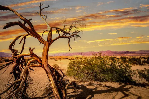 Çöldeki Ağaçlar Ölüm Vadisi Ulusal Parkı Kaliforniya Birleşik Devletler — Stok fotoğraf