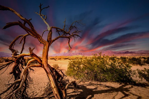 美国加州 沙漠中的树木 死亡谷国家公园 — 图库照片