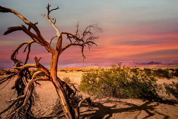 Δέντρα Στην Έρημο Θάνατος Κοιλάδα Εθνικό Πάρκο Καλιφόρνια Ηνωμένες Πολιτείες — Φωτογραφία Αρχείου
