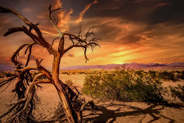Bomen Woestijn Death Valley National Park Californië Verenigde Staten — Stockfoto