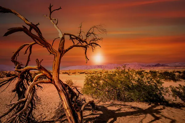 Árboles Desierto Parque Nacional Del Valle Muerte California Estados Unidos — Foto de Stock
