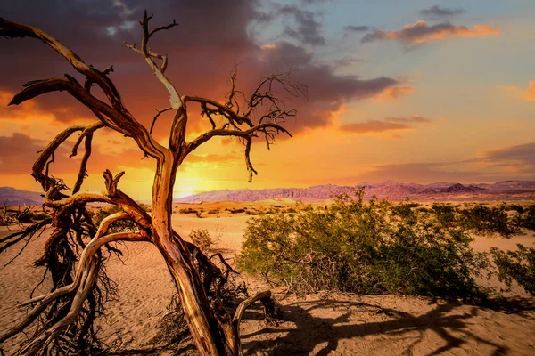 Árboles Desierto Parque Nacional Del Valle Muerte California Estados Unidos — Foto de Stock