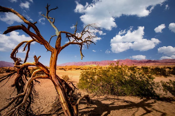 美国加州 沙漠中的树木 死亡谷国家公园 — 图库照片