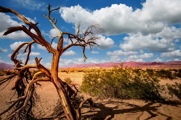 Alberi Nel Deserto Parco Nazionale Della Valle Della Morte California — Foto Stock