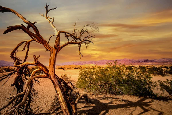Stromy Poušti Údolí Smrti Národní Park Kalifornie Spojené Státy — Stock fotografie