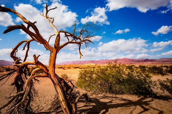 Árboles Desierto Parque Nacional Del Valle Muerte California Estados Unidos —  Fotos de Stock