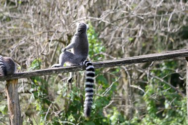 Lemurlar parkta oynuyor.