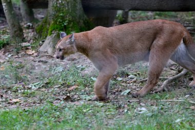 Puma, Seine et Marne Fransa 'da bir parkta.