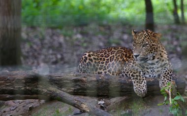 Fransa 'da bir parkta uyuyan Sri Lankalı leoparlar