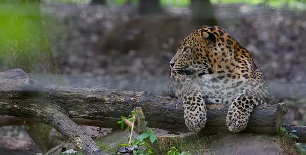 Fransa 'da bir parkta uyuyan Sri Lankalı leoparlar