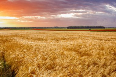Fransa 'nın Normandiya kentindeki Etretat kenti yakınlarındaki orman hasadı sırasında buğday tarlaları