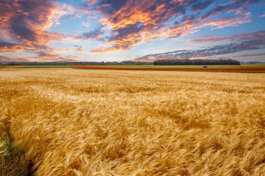 Fransa 'nın Normandiya kentindeki Etretat kenti yakınlarındaki orman hasadı sırasında buğday tarlaları
