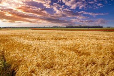 Fransa 'nın Normandiya kentindeki Etretat kenti yakınlarındaki orman hasadı sırasında buğday tarlaları