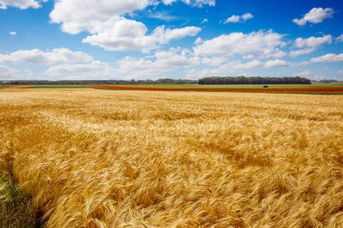 Fransa 'nın Normandiya kentindeki Etretat kenti yakınlarındaki orman hasadı sırasında buğday tarlaları