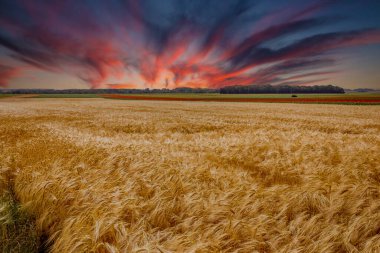 Fransa 'nın Normandiya kentindeki Etretat kenti yakınlarındaki orman hasadı sırasında buğday tarlaları