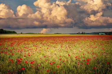 Fransa 'nın Normandiya kentindeki Etretat kenti yakınlarındaki orman hasadı sırasında haşhaş tarlaları