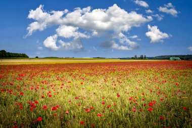 Fransa 'nın Normandiya kentindeki Etretat kenti yakınlarındaki orman hasadı sırasında haşhaş tarlaları