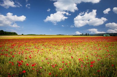 Fransa 'nın Normandiya kentindeki Etretat kenti yakınlarındaki orman hasadı sırasında haşhaş tarlaları