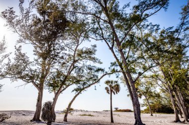 Coquina Sahili, Bradenton, Sarasota, Florida, ABD