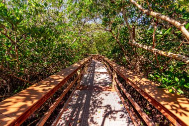 Mangrov 'daki tahta köprü, Sarasota, Florida, ABD