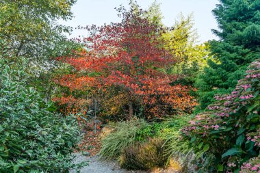 Güney Seattle Koleji 'ndeki bir botanik bahçesinde renklerle dolu ağaçlar..