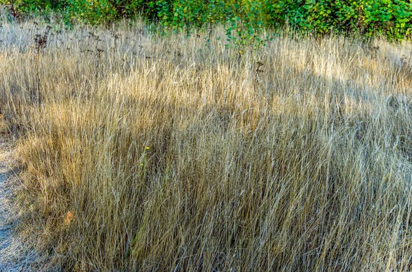 秋の草はワシントン州南シアトルで乾燥しています — ストック写真
