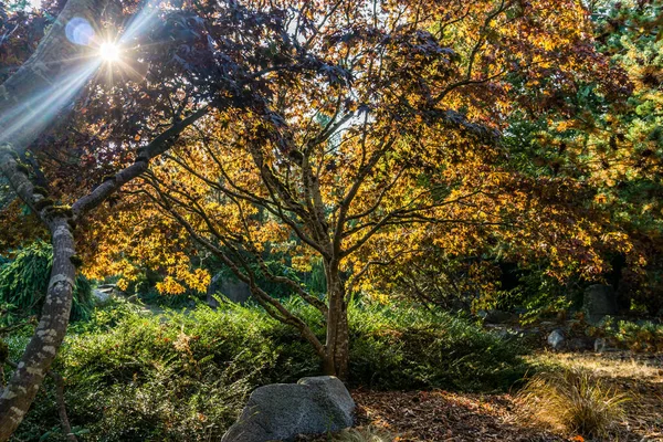 Árvores Cheias Cor Arboreto South Seattle College — Fotografia de Stock