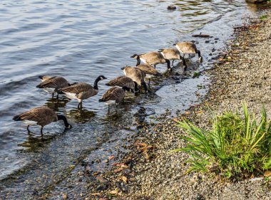 Kanada Kazları, Renton, Washington 'daki Gene Coulon Park' ta kıyı boyunca beslenir..