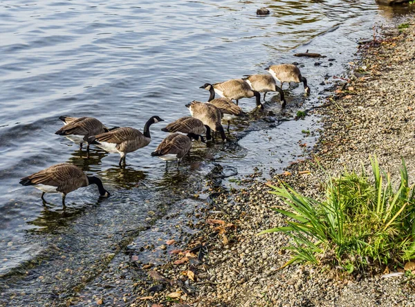 Canada Geese Feed Shore Gene Coulon Park Renton Washington — Stock Photo, Image