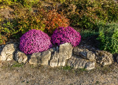 Güney Seattle, Washington 'da bir bahçede parlak pembe çiçekler..