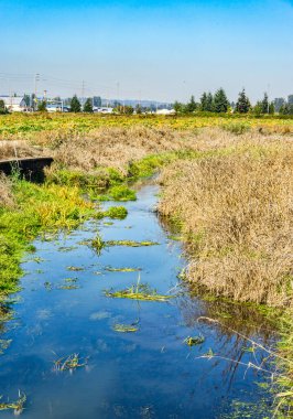 Bir sulama siperi Kent, Washington 'da bir mahsul..