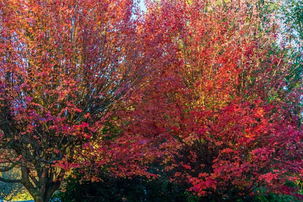 华府布瑞恩市的一条街道上留下了灿烂的落叶 — 图库照片