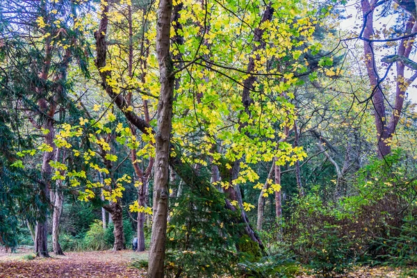 Желтые Осенние Листья Парке Линкольна Западном Сиэтле Штат Вашингтон — стоковое фото