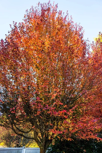 Brillante Herbstblätter Auf Einer Straße Burien Washington — Stockfoto