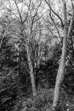 Batı Seattle, Washington 'daki Lincoln Park' taki ormandaki ağaçlar.