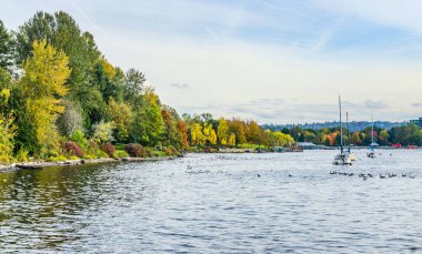 Ağaçlar, Washington, Renton 'daki Gene Coulon Park' ta kıyı boyunca zengin sonbahar renklerini sergiliyor.