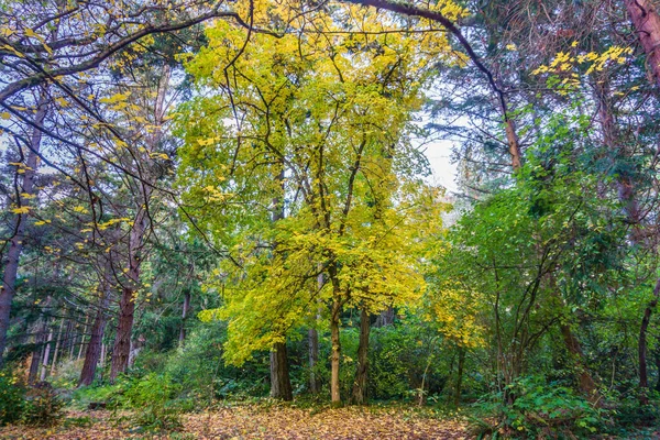 Żółte Liście Jesieni Lincoln Park Zachodnim Seattle Waszyngton — Zdjęcie stockowe